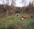Planting